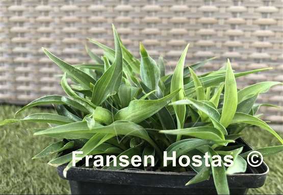 Hosta Itsy Bitsy Spider