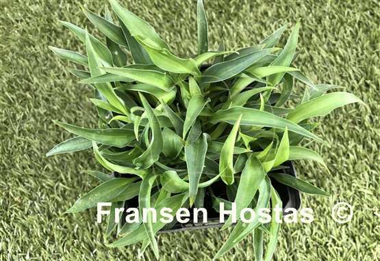 Hosta Itsy Bitsy Spider