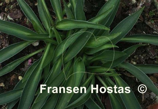 Hosta Itsy Bitsy Spider