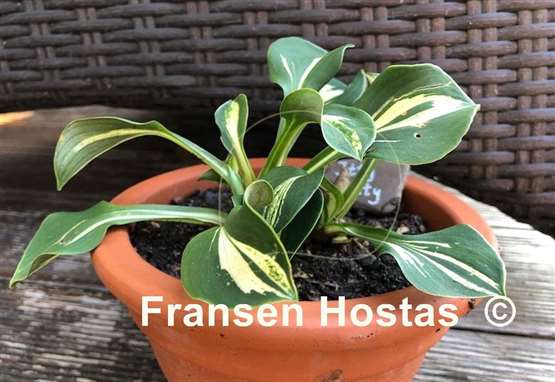Hosta Itty Bitty