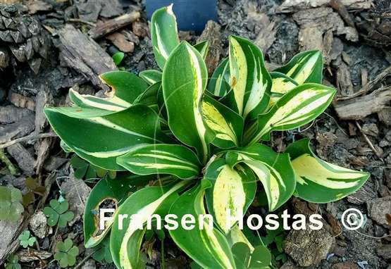 Hosta Itty Bitty