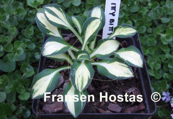 Hosta Itty Bitty