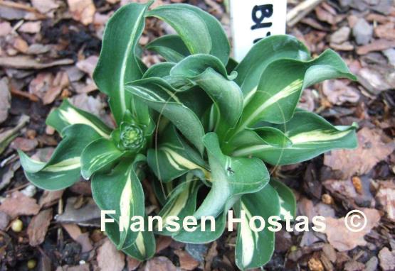 Hosta Itty Bitty