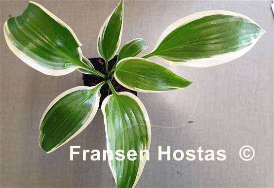 Hosta Ivory Frame