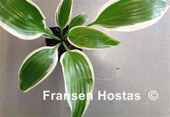 Hosta Ivory Frame