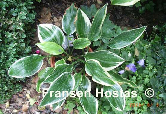 Hosta Ivory Frame