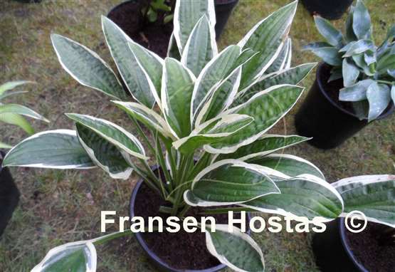 Hosta Ivory Necklace