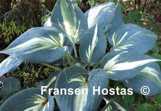 Hosta Ivory Queen