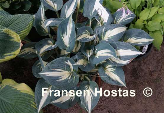 Hosta Ivory Queen