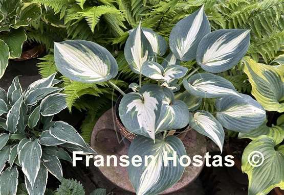 Hosta Ivory Queen