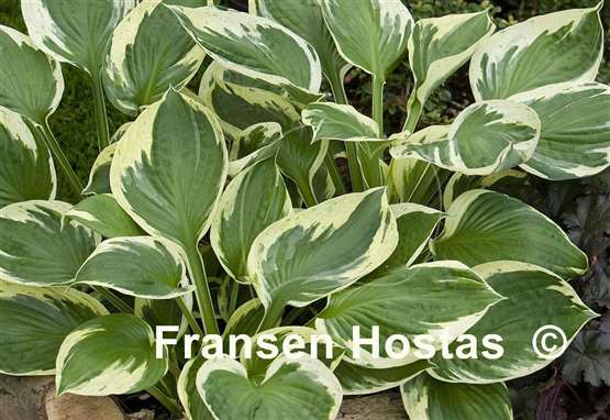 Hosta Ivory Sparks