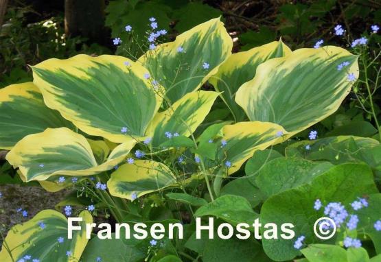 Hosta Ivory Coast