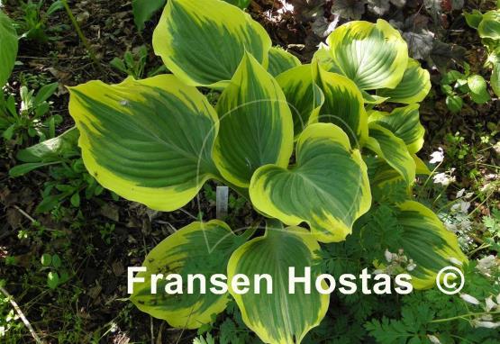 Hosta Ivory Coast