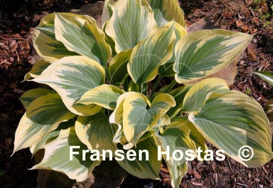 Hosta Ivory Coast