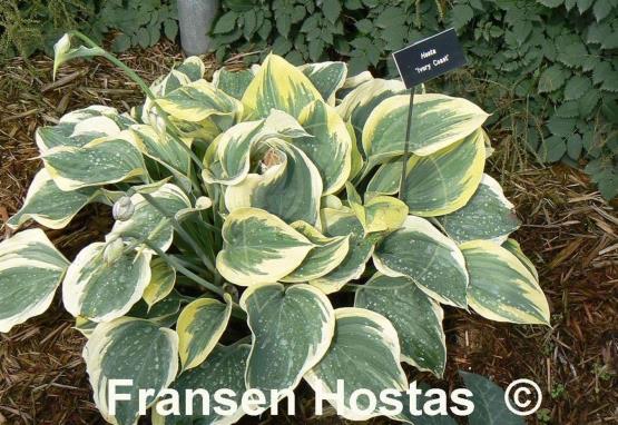 Hosta Ivory Coast