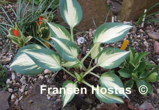 Hosta Ivory Queen