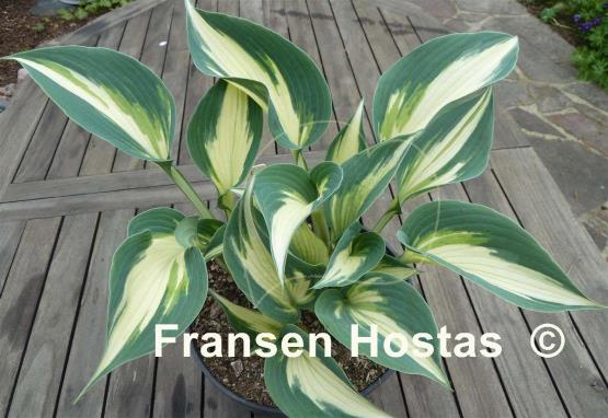 Hosta Ivory Queen