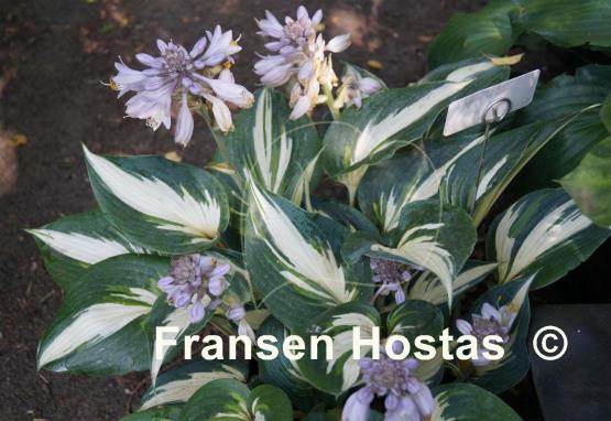 Hosta Ivory Queen