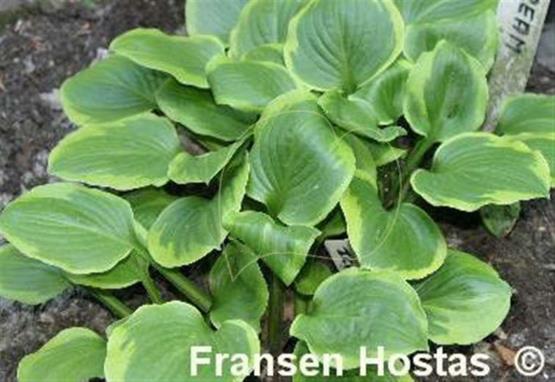 Hosta Ice Cream