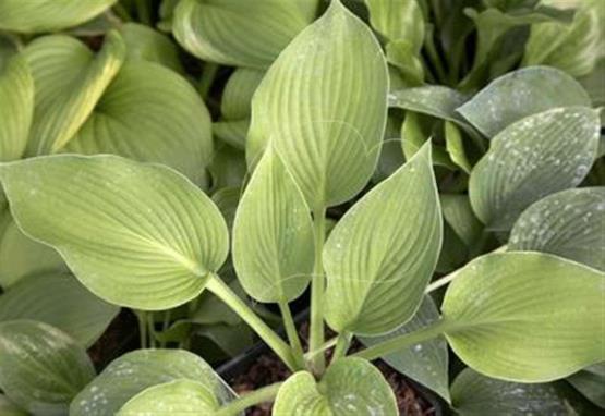 Hosta Innisjade