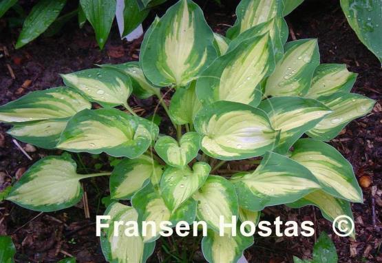 Hosta Island Charm
