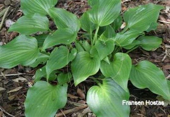 Hosta Iwa
