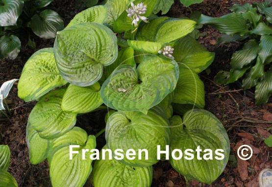 Hosta Jabulani