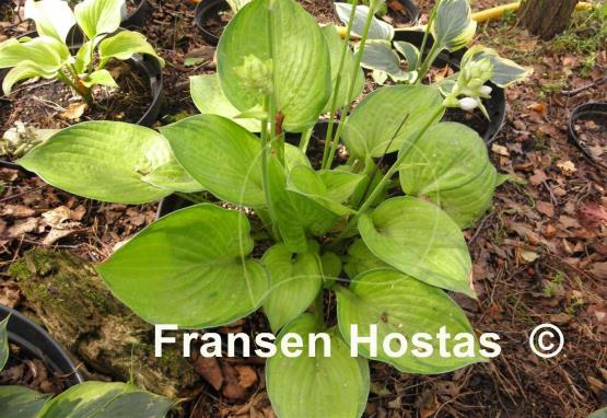 Hosta Jabulani