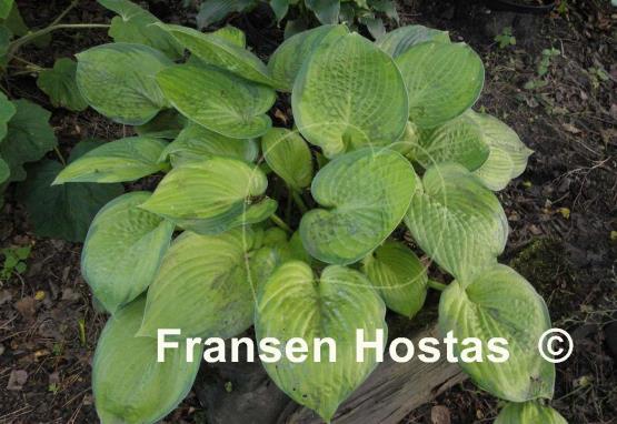 Hosta Jabulani
