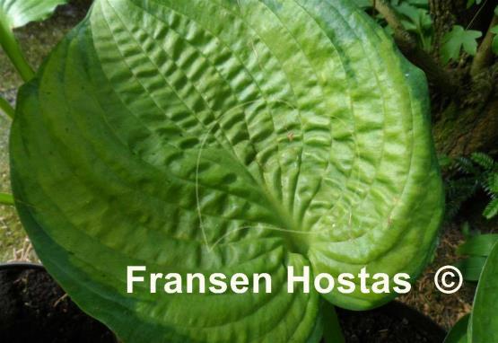Hosta Jabulani