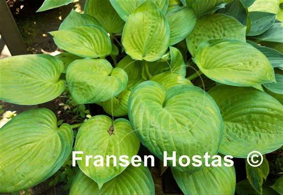 Hosta Jabulani