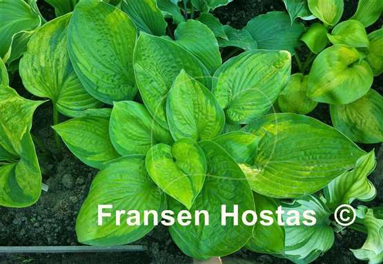 Hosta Jabulani