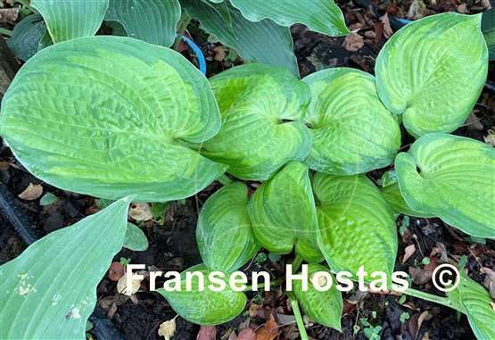 Hosta Jabulani