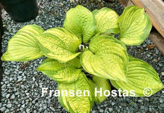 Hosta Jabulani
