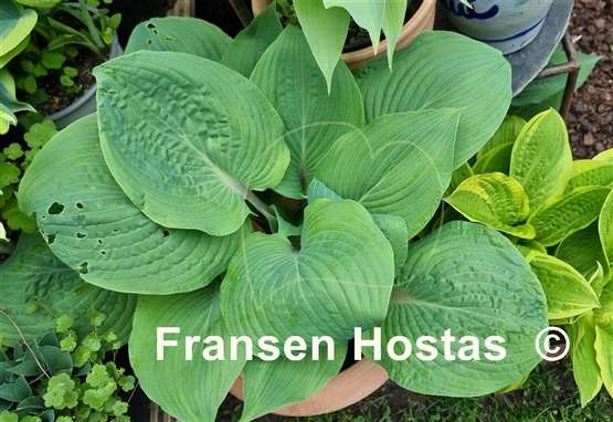 Hosta Jack Be Nimble