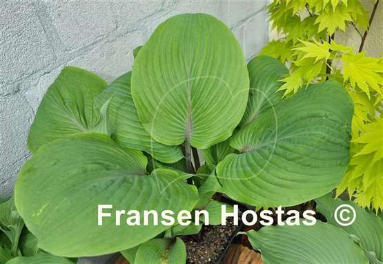 Hosta Jack Be Nimble
