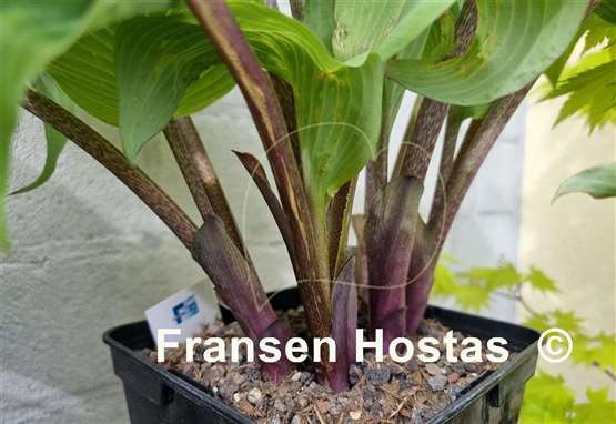 Hosta Jack Be Nimble