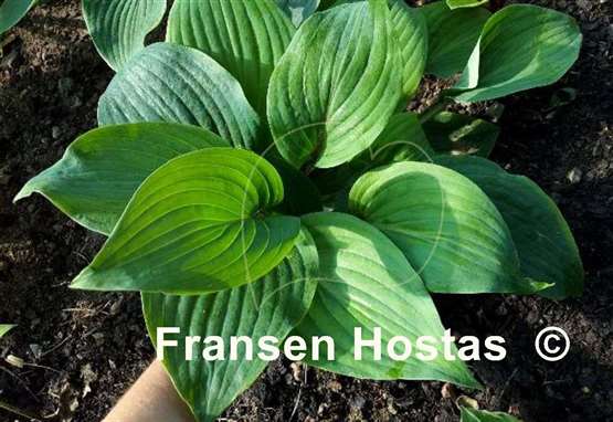 Hosta Jack Be Nimble