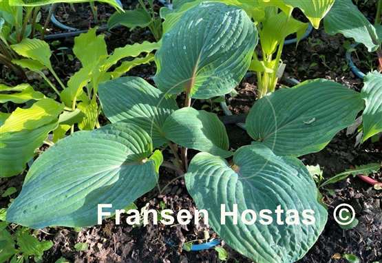 Hosta Jack Be Nimble