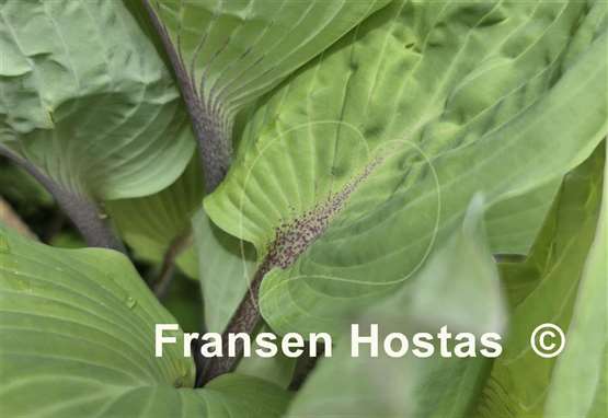 Hosta Jack Be Nimble