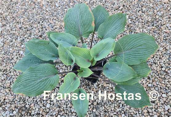 Hosta Jack Be Nimble