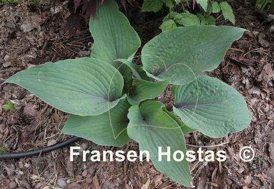 Hosta Jack Berry