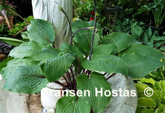 Hosta Jack Berry