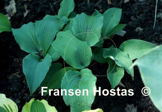 Hosta Jack Berry