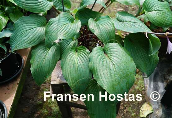 Hosta Jack Berry