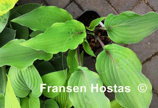 Hosta Jack Berry