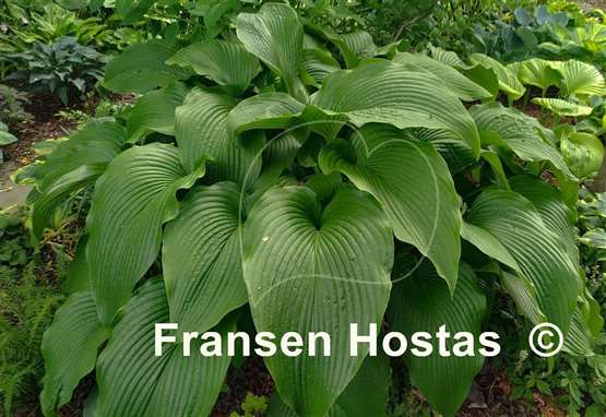Hosta Jade Cascade