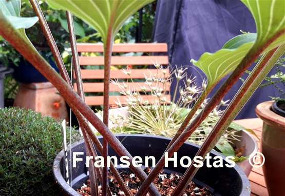 Hosta James A. Garfield