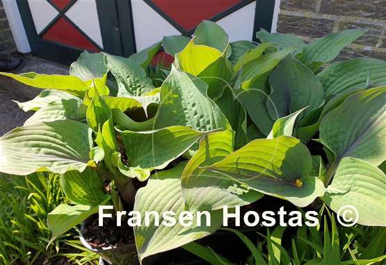 Hosta Jane's Blush