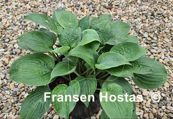Hosta Jane's Blush